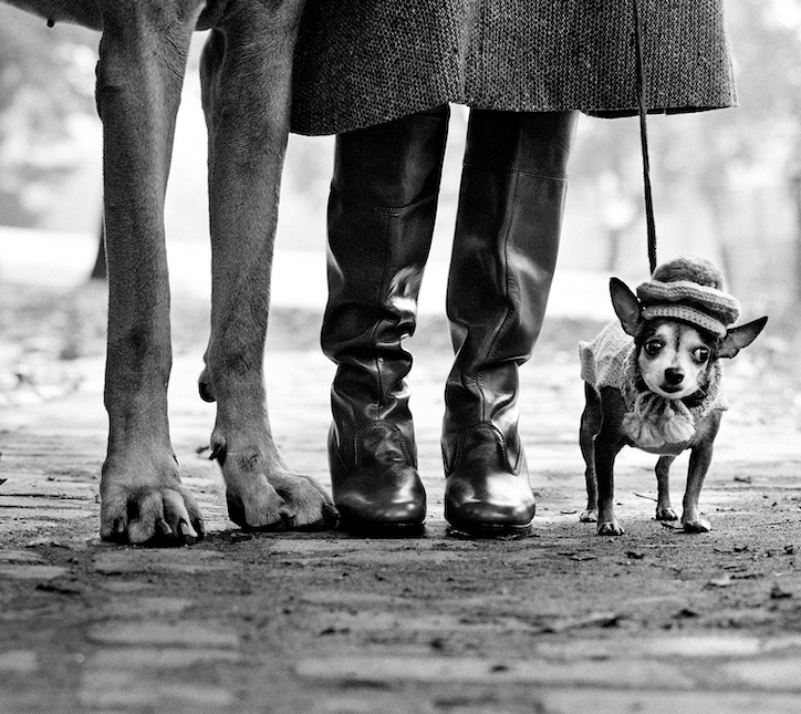 Untitled 1 by Elliott Erwitt